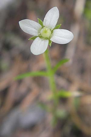 Moehringia muscosa \ Moos-Nabelmiere / Mossy Sandwort, A Kärnten/Carinthia, Petzen 2.7.2010