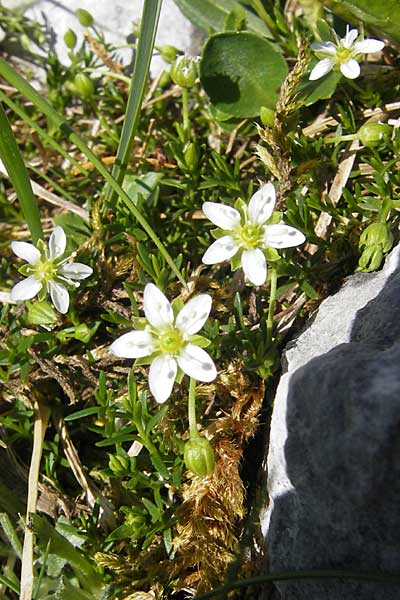 Moehringia ciliata \ Bewimperte Nabelmiere, Stein-Nabelmiere / Creeping Sandwort, A Dachstein 20.7.2010