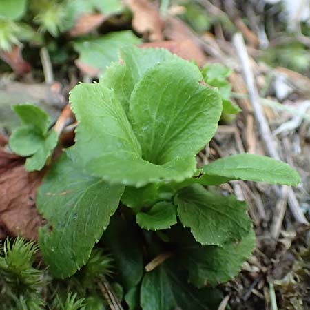 Moneses uniflora \ Einbltiges Wintergrn, Moosauge / One-flowered Wintergreen, A Pusterwald 1.7.2019