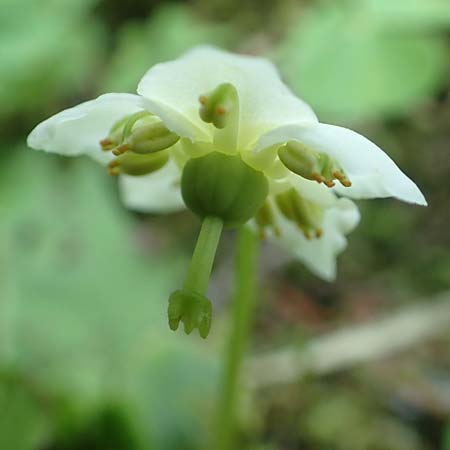 Moneses uniflora \ Einbltiges Wintergrn, Moosauge, A Pusterwald 1.7.2019