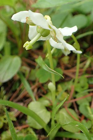 Moneses uniflora \ Einbltiges Wintergrn, Moosauge / One-flowered Wintergreen, A Rax 28.6.2020