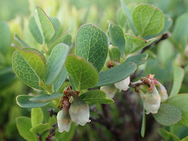 Vaccinium uliginosum \ Gewhnliche Moorbeere, A Wölzer Tauern, Kleiner Zinken 26.6.2021