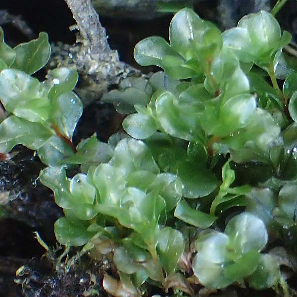 Rhizomnium punctatum ? \ Rhizoidfilziges Sternmoos / Rhizomnium Moss, A Kärnten/Carinthia, Koralpe 4.7.2023
