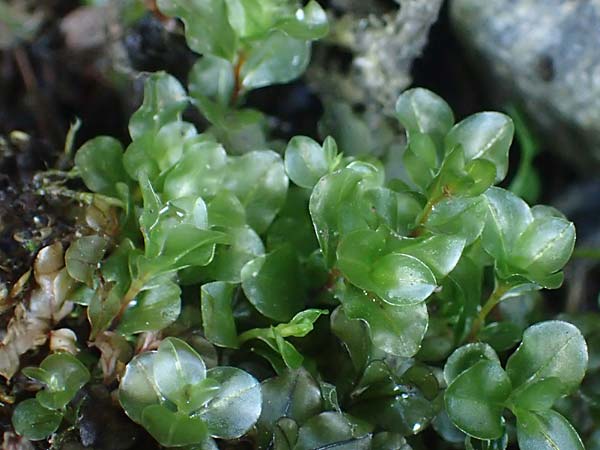 Rhizomnium punctatum ? \ Rhizoidfilziges Sternmoos / Rhizomnium Moss, A Kärnten/Carinthia, Koralpe 4.7.2023