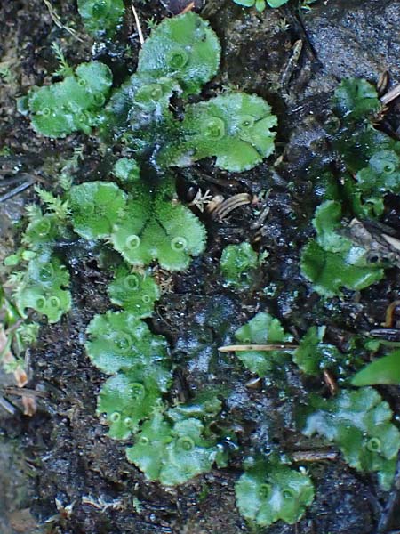 Marchantia polymorpha \ Brunnen-Lebermoos, A Kärnten, Koralpe 4.7.2023