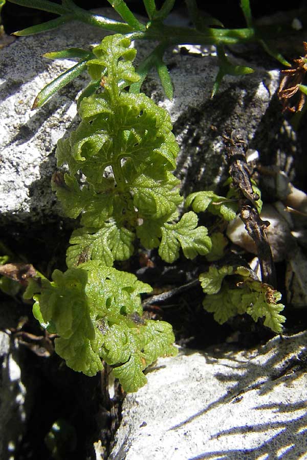 Cystopteris alpina \ Alpen-Blasenfarn / Alpine Bladder Fern, A Dachstein 20.7.2010