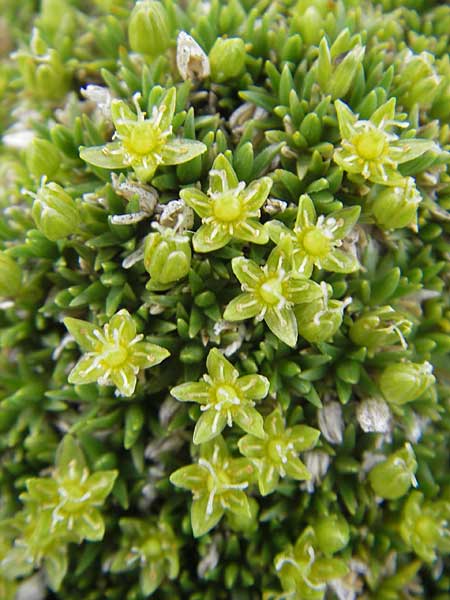 Minuartia sedoides \ Zwerg-Miere, Polster-Miere / Cyphel, A Kärnten/Carinthia, Petzen 2.7.2010