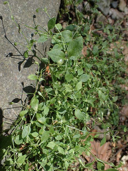 Moehringia trinervia \ Wald-Nabelmiere / Three-Nerved Sandwort, A Deutschlandsberger Klause 30.6.2022