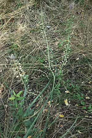 Muscari tenuiflorum \ Schmalbltige Traubenhyazinthe / Slender Grape Hyacinth, A Seewinkel, Podersdorf 11.7.2023