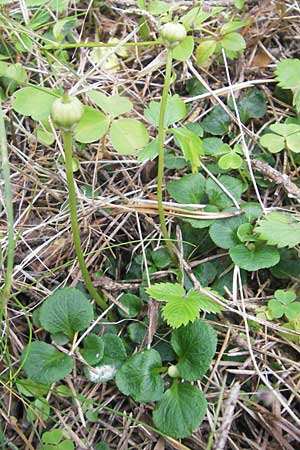 Moneses uniflora \ Einbltiges Wintergrn, Moosauge / One-flowered Wintergreen, A Hinterotter 3.8.2011