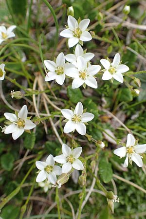 Sabulina glaucina / Hill Spring Sandwort, A Trenchtling 3.7.2019