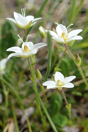 Sabulina glaucina \ Hgel-Frhlings-Miere / Hill Spring Sandwort, A Trenchtling 3.7.2019