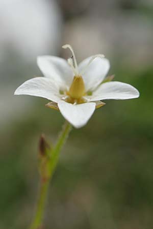 Sabulina glaucina \ Hgel-Frhlings-Miere / Hill Spring Sandwort, A Trenchtling 3.7.2019