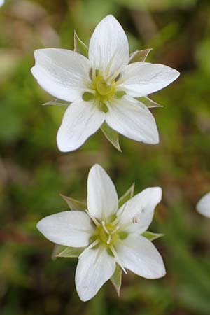 Sabulina verna s.l. \ Hgel-Frhlings-Miere / Hill Spring Sandwort, A Rax 28.6.2020