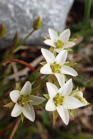 Sabulina verna s.l. \ Hgel-Frhlings-Miere / Hill Spring Sandwort, A Rax 28.6.2020