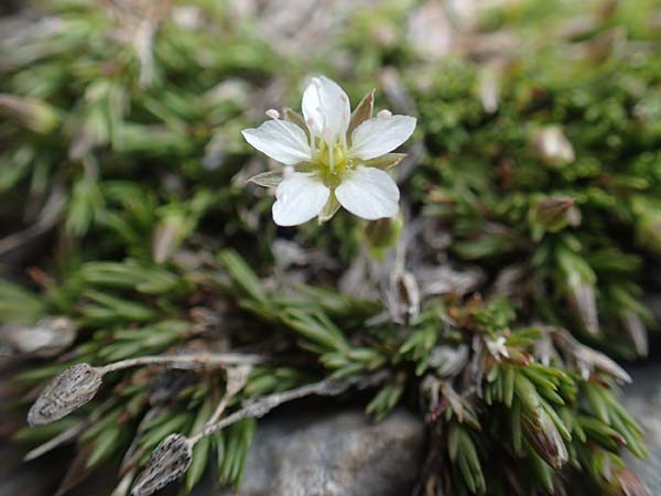 Sabulina verna s.l. \ Hgel-Frhlings-Miere, A Dachstein 10.7.2020