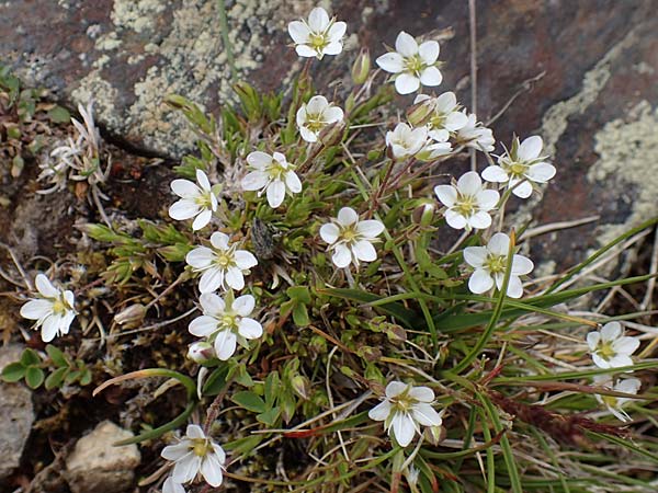 Sabulina glaucina \ Hgel-Frhlings-Miere / Hill Spring Sandwort, A Wölzer Tauern, Hoher Zinken 26.6.2021