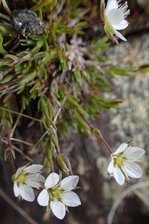 Sabulina glaucina / Hill Spring Sandwort, A Wölzer Tauern, Hoher Zinken 26.6.2021