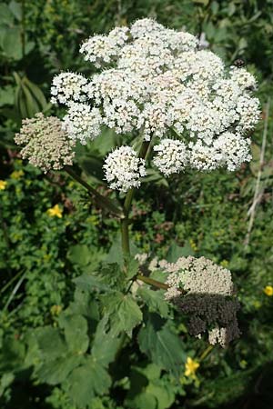 Peucedanum ostruthium \ Meisterwurz / Masterwort, A Kärnten/Carinthia, Koralpe 1.7.2022