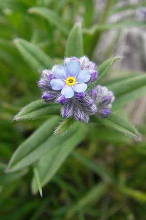 Myosotis alpestris \ Alpen-Vergissmeinnicht / Alpine Forget-me-not, A Kärnten/Carinthia, Petzen 2.7.2010