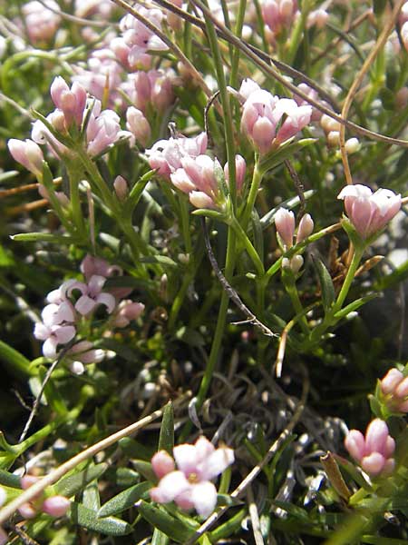 Asperula neilreichii \ Ostalpen-Meier / Neilreich's Woodruff, A Trenchtling 3.7.2010