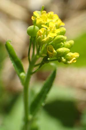 Neslia paniculata \ Finkensame, A Weikersdorf am Steinfeld 2.7.2020