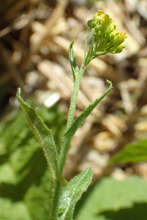 Neslia paniculata / Ball Mustard, A Weikersdorf am Steinfeld 2.7.2020