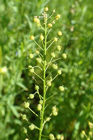 Neslia paniculata / Ball Mustard, A Weikersdorf am Steinfeld 2.7.2020