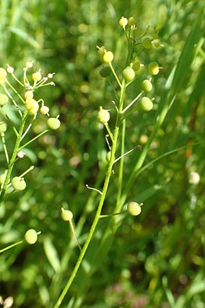 Neslia paniculata / Ball Mustard, A Weikersdorf am Steinfeld 2.7.2020