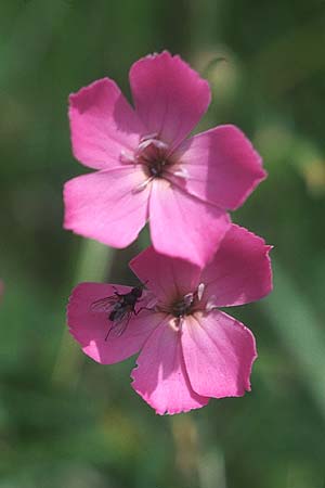 Dianthus sylvestris \ Stein-Nelke / Wood Pink, A Großglockner 4.8.2004