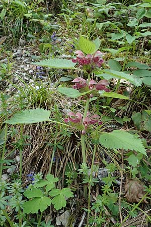 Lamium orvala \ Groe Taubnessel, Nesselknig, A Kärnten, Gallizien 18.5.2016