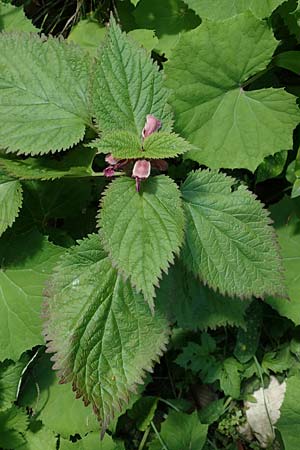 Lamium orvala \ Groe Taubnessel, Nesselknig, A Kärnten, Gallizien 18.5.2016