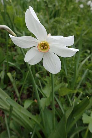 Narcissus radiiflorus / Narrow-Leaved Narcissus, A Carinthia, Feistritz im Rosental 17.5.2016