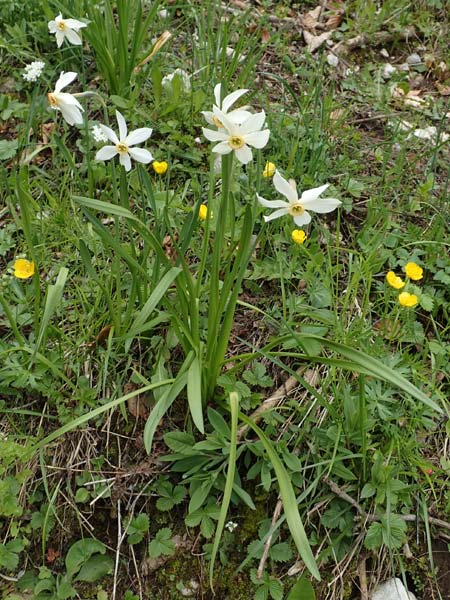 Narcissus radiiflorus / Narrow-Leaved Narcissus, A Carinthia, Feistritz im Rosental 17.5.2016