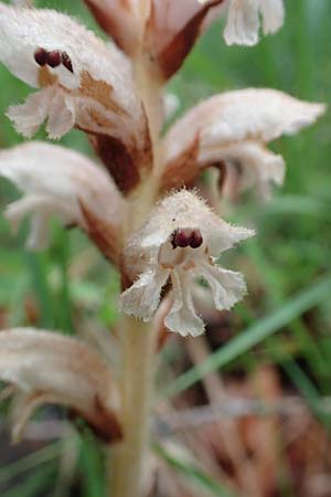Orobanche caryophyllacea \ Labkraut-Sommerwurz, Nelken-Sommerwurz, A Orthof am Semmering 29.6.2020