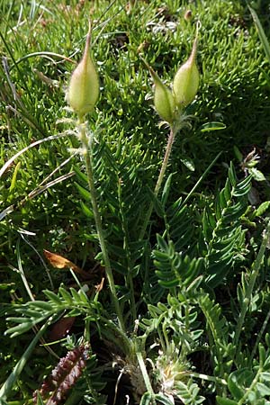 Oxytropis campestris \ Gewhnlicher Alpen-Spitzkiel / Yellow Oxytropis, A Wölzer Tauern, Kleiner Zinken 24.7.2021