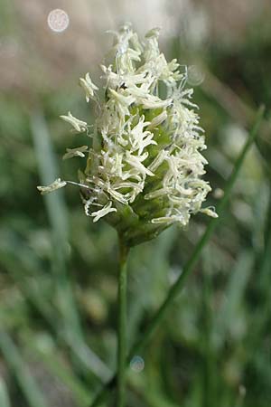 Oreochloa disticha \ Zweizeiliges Kopfgras, A Seetaler Alpen, Zirbitzkogel 28.6.2021