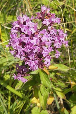 Origanum vulgare \ Wilder Majoran, Dost, A Hinterotter 3.8.2011