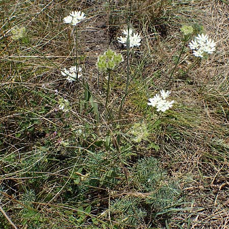 Orlaya grandiflora \ Grobltiger Breitsame, A Hainburg 8.7.2023