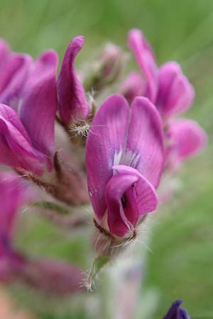 Oxytropis halleri / Haller's Oxytropis, Purple Mountain Milk-Vetch, A Pusterwald, Eiskar 1.7.2019