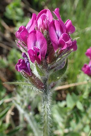 Oxytropis halleri / Haller's Oxytropis, Purple Mountain Milk-Vetch, A Pusterwald, Eiskar 29.6.2021