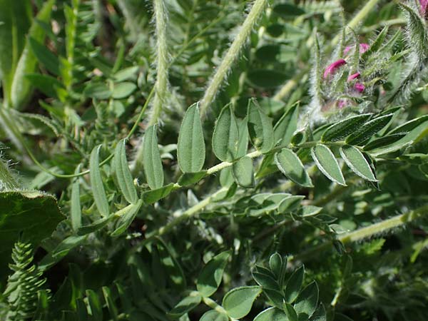 Oxytropis halleri / Haller's Oxytropis, Purple Mountain Milk-Vetch, A Pusterwald, Eiskar 29.6.2021