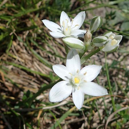 Ornithogalum pannonicum \ Pannonischer Milchstern, Schopf-Milchstern, A Hainburg 14.5.2022