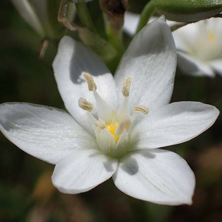 Ornithogalum pannonicum \ Pannonischer Milchstern, Schopf-Milchstern / Pannonian Star of Bethlehem, A Hainburg 14.5.2022