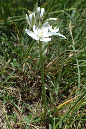 Ornithogalum pannonicum \ Pannonischer Milchstern, Schopf-Milchstern, A Hainburg 14.5.2022