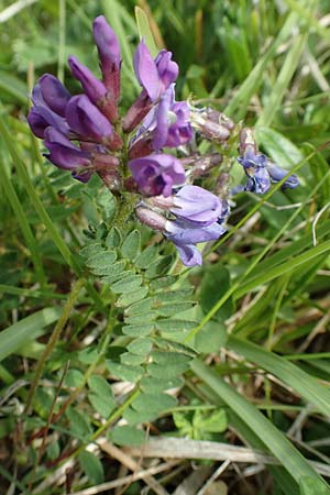 Oxytropis lapponica \ Lapplnder Spitzkiel, Lapplnder Fahnenwicke / Northern Milk-Vetch, A Rax 28.6.2020