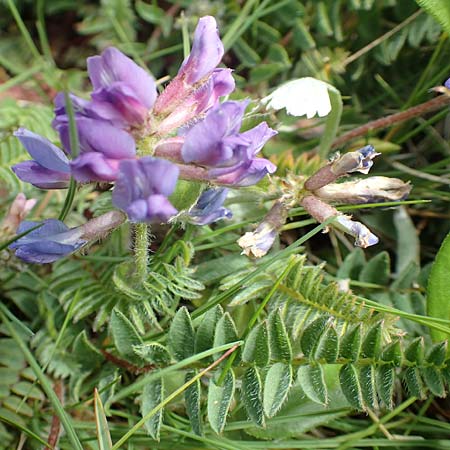 Oxytropis lapponica \ Lapplnder Spitzkiel, Lapplnder Fahnenwicke / Northern Milk-Vetch, A Rax 28.6.2020