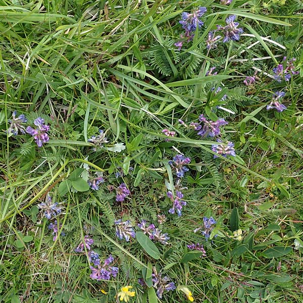 Oxytropis lapponica \ Lapplnder Spitzkiel, Lapplnder Fahnenwicke, A Rax 28.6.2020