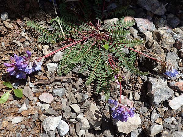 Oxytropis lapponica \ Lapplnder Spitzkiel, Lapplnder Fahnenwicke / Northern Milk-Vetch, A Dachstein Südwand 7.7.2020