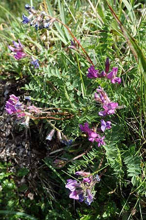 Oxytropis lapponica \ Lapplnder Spitzkiel, Lapplnder Fahnenwicke / Northern Milk-Vetch, A Eisenerzer Reichenstein 28.7.2021